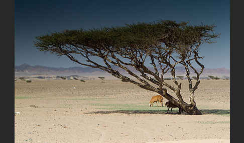 Sahara-Akazie (Acacia raddiana)