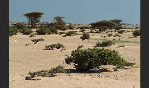 Sahara-Akazie (Acacia raddiana)