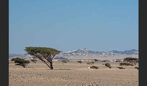 Sahara-Akazie (Acacia raddiana)