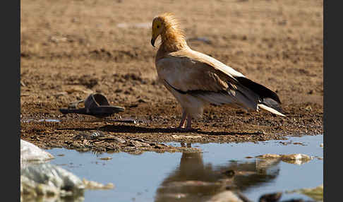 Schmutzgeier (Neophron percnopterus)