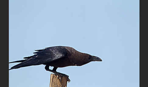 Wüstenrabe (Corvus ruficollis)