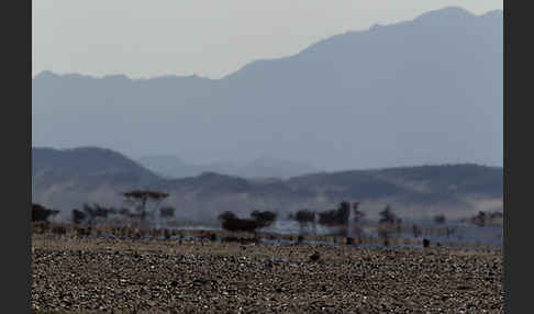 Sahara-Akazie (Acacia raddiana)