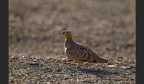 Kronenflughuhn (Pterocles coronatus)