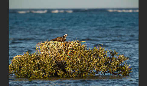 Fischadler (Pandion haliaetus)