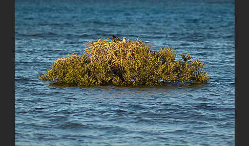 Fischadler (Pandion haliaetus)