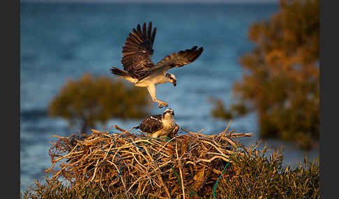 Fischadler (Pandion haliaetus)