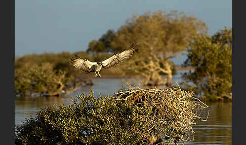 Fischadler (Pandion haliaetus)