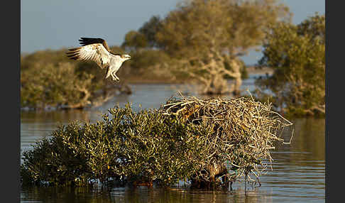 Fischadler (Pandion haliaetus)