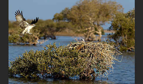 Fischadler (Pandion haliaetus)