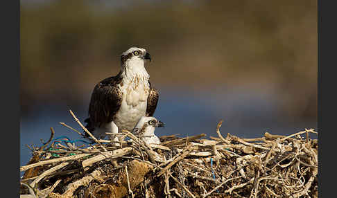 Fischadler (Pandion haliaetus)