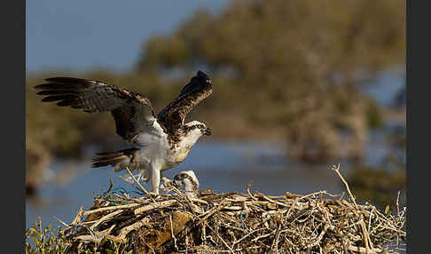 Fischadler (Pandion haliaetus)