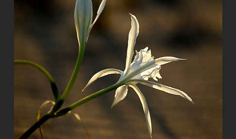 Dünen-Trichternarzisse (Pancratium maritimum)