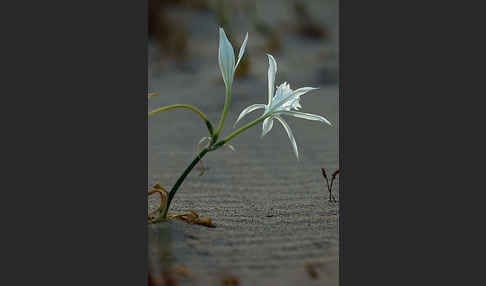 Dünen-Trichternarzisse (Pancratium maritimum)