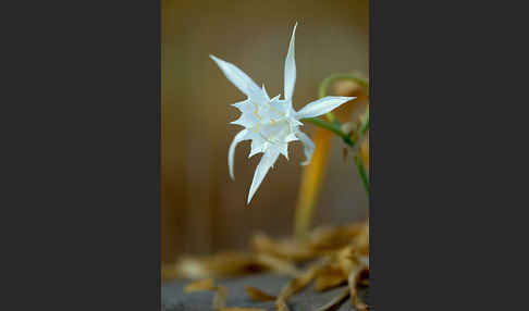 Dünen-Trichternarzisse (Pancratium maritimum)