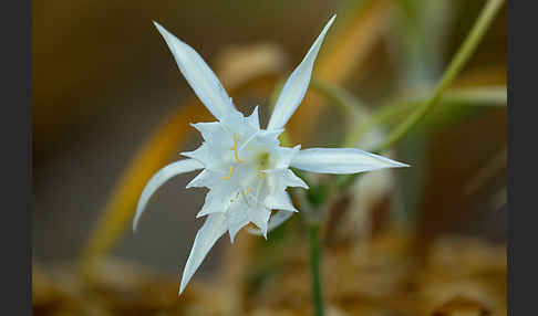 Dünen-Trichternarzisse (Pancratium maritimum)