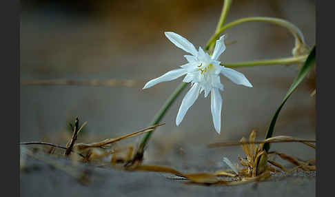 Dünen-Trichternarzisse (Pancratium maritimum)