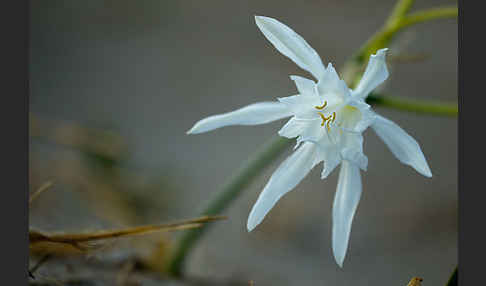 Dünen-Trichternarzisse (Pancratium maritimum)