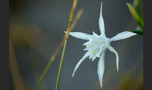 Dünen-Trichternarzisse (Pancratium maritimum)