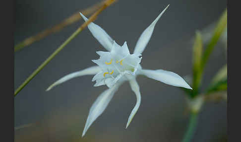 Dünen-Trichternarzisse (Pancratium maritimum)