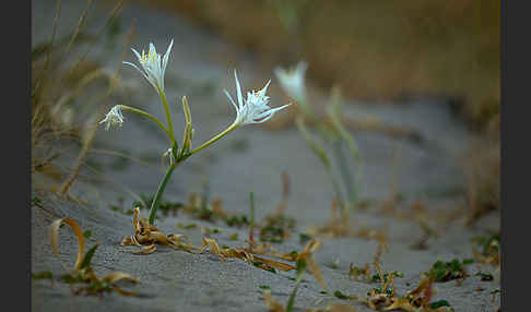 Dünen-Trichternarzisse (Pancratium maritimum)