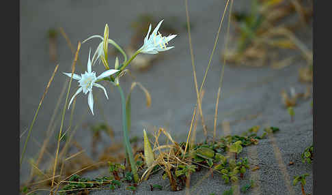 Dünen-Trichternarzisse (Pancratium maritimum)