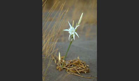 Dünen-Trichternarzisse (Pancratium maritimum)