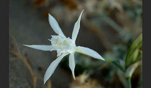 Dünen-Trichternarzisse (Pancratium maritimum)