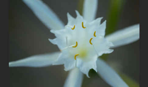 Dünen-Trichternarzisse (Pancratium maritimum)