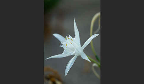 Dünen-Trichternarzisse (Pancratium maritimum)