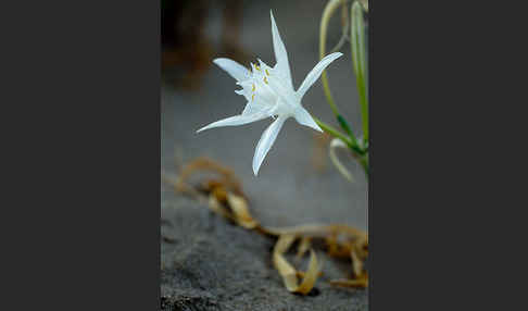 Dünen-Trichternarzisse (Pancratium maritimum)