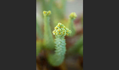 Euphorbia paralias (Strand-Wolfsmilch)