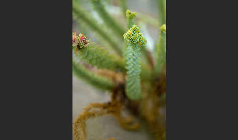 Euphorbia paralias (Strand-Wolfsmilch)