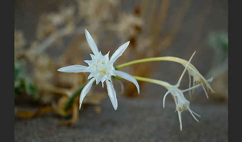 Dünen-Trichternarzisse (Pancratium maritimum)