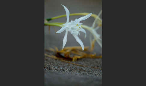 Dünen-Trichternarzisse (Pancratium maritimum)