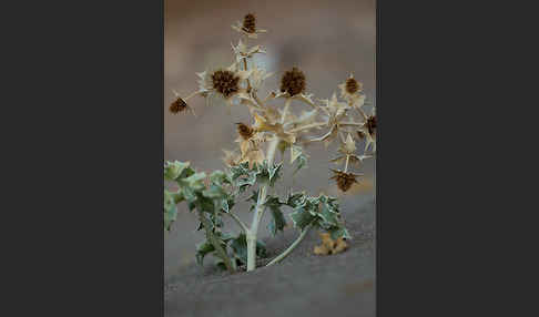 Stranddistel (Eryngium maritimum)