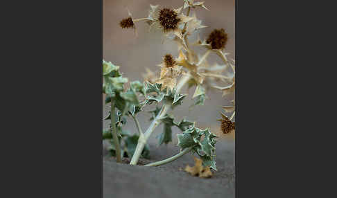 Stranddistel (Eryngium maritimum)