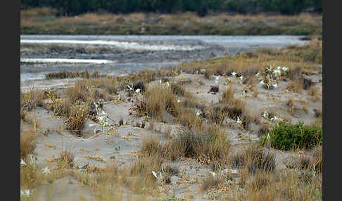 Dünen-Trichternarzisse (Pancratium maritimum)