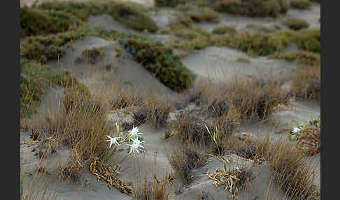 Dünen-Trichternarzisse (Pancratium maritimum)