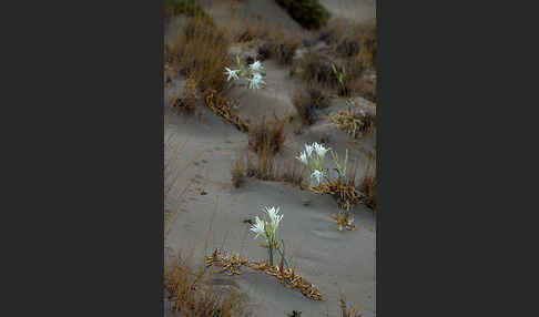 Dünen-Trichternarzisse (Pancratium maritimum)