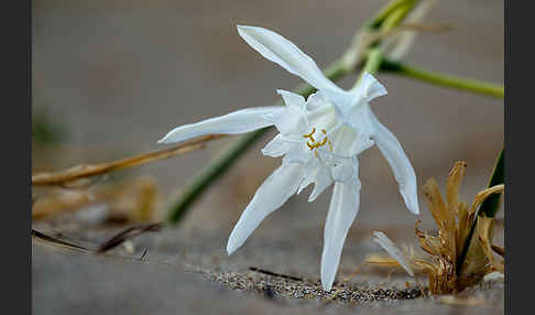 Dünen-Trichternarzisse (Pancratium maritimum)