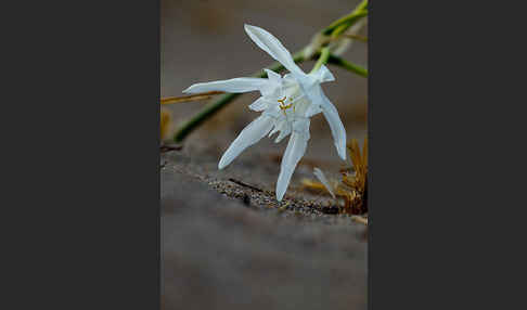 Dünen-Trichternarzisse (Pancratium maritimum)