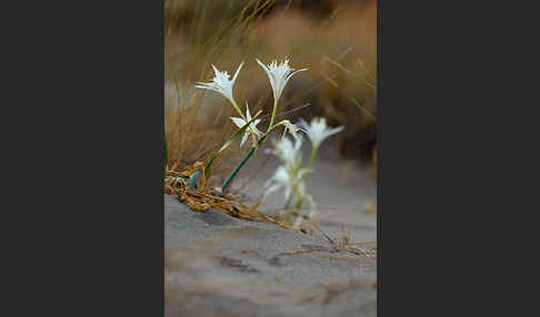 Dünen-Trichternarzisse (Pancratium maritimum)