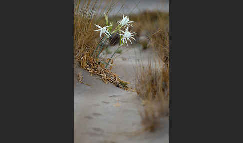 Dünen-Trichternarzisse (Pancratium maritimum)