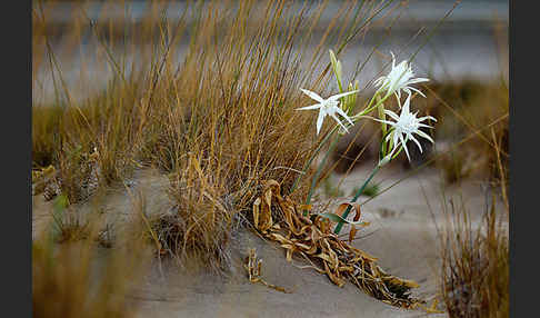 Dünen-Trichternarzisse (Pancratium maritimum)