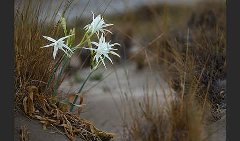 Dünen-Trichternarzisse (Pancratium maritimum)