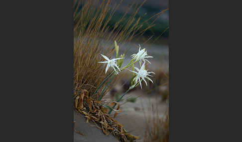 Dünen-Trichternarzisse (Pancratium maritimum)