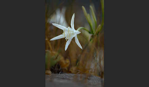 Dünen-Trichternarzisse (Pancratium maritimum)