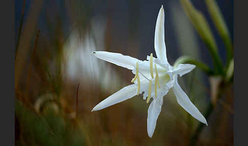 Dünen-Trichternarzisse (Pancratium maritimum)