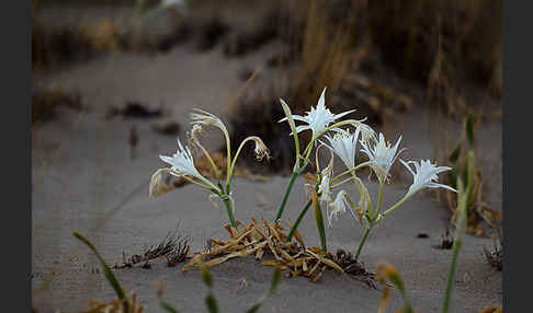 Dünen-Trichternarzisse (Pancratium maritimum)