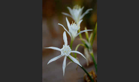 Dünen-Trichternarzisse (Pancratium maritimum)